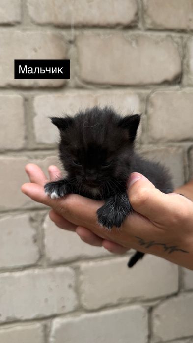 Бронь котят 3 мальчика и 2 девочки