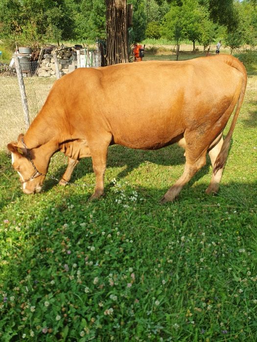 Vaca cu vitea de vanzare