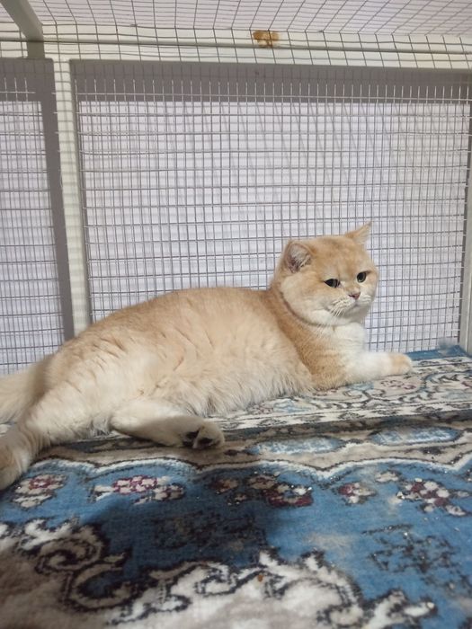 Британский шиншилла вязка