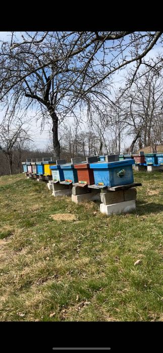 Vand 25 famili de albine cu lada sau fara