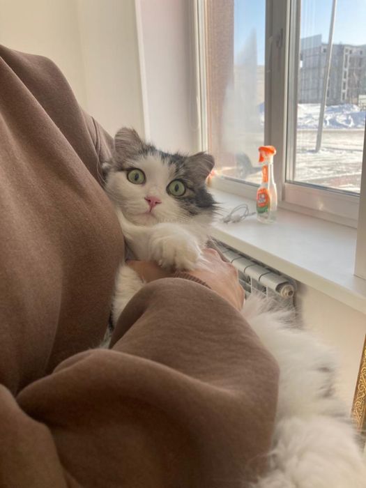 Кошка ищет дом