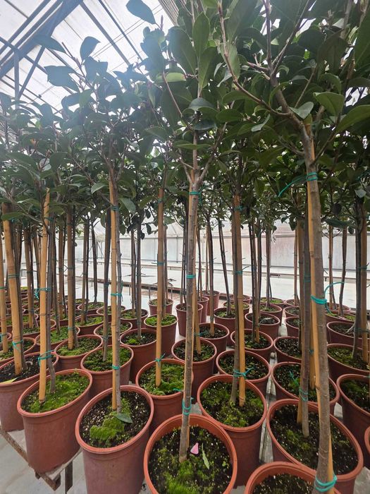 Фотиния (Photinia) – декоративна вечнозелена щамба