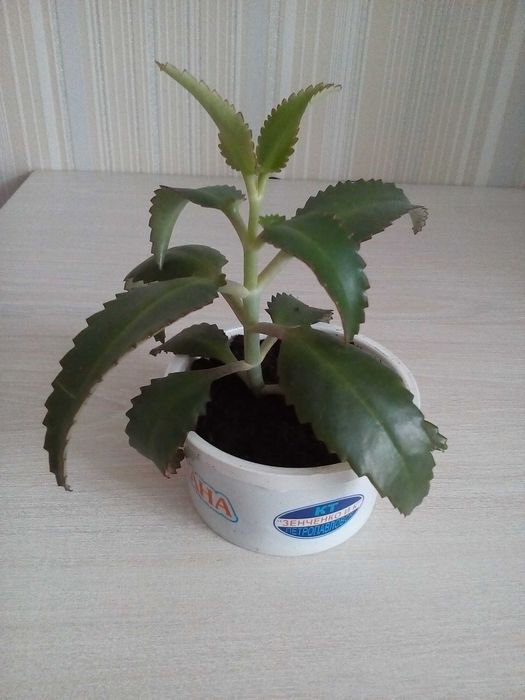 Продам лечебный цветок каланхоэ
