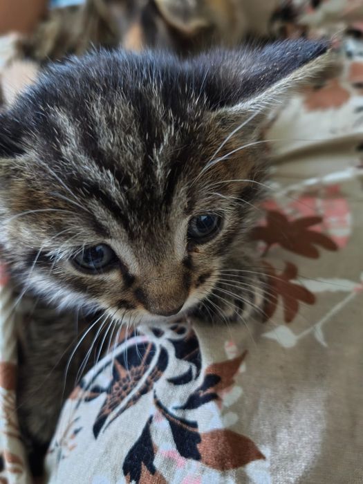 Отдам котят в добрые руки