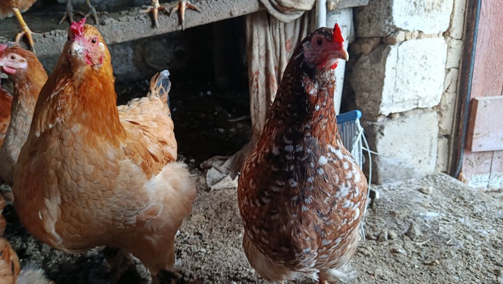 Продам курей несушек