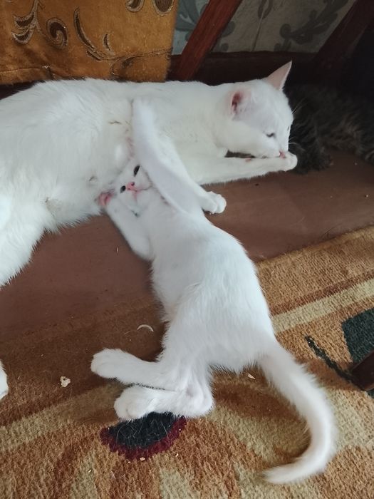 Продаются котята