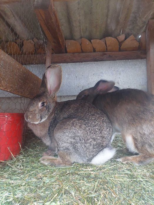 Vând iepurițe Urias German și Californiene