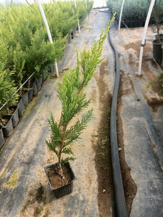 Сенсы кипарисовников.