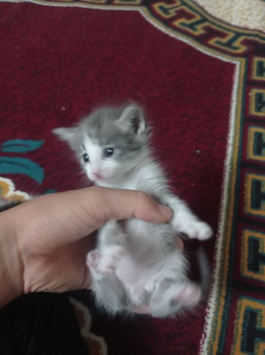 Пышык бар бесплатно