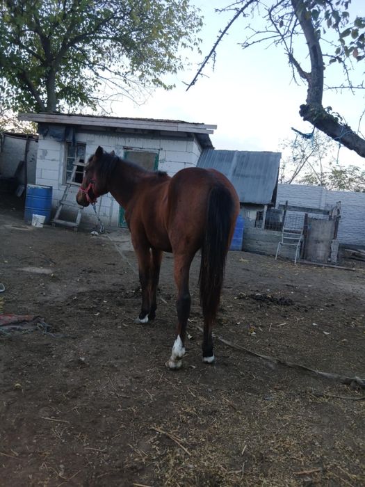 De vnzare crlan an vățat