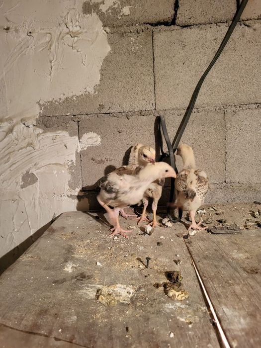 Сатамын дакан шожелер 5000