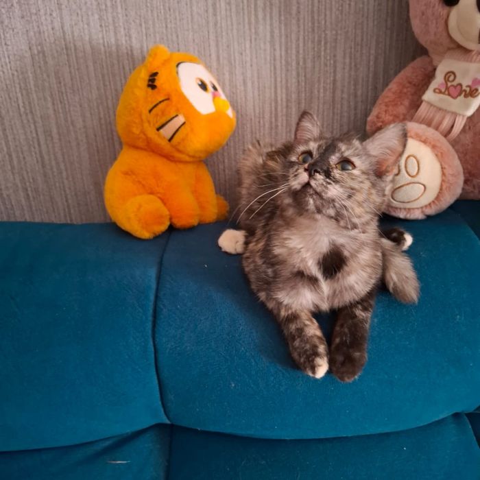 Отдам котенка в хорошие руки