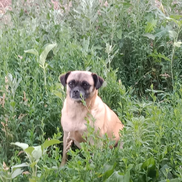 Отдам собачку в добрые руки