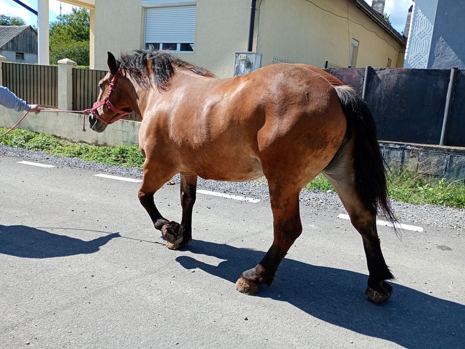Iapa de cinci ani, de vanzare, foarte blanda