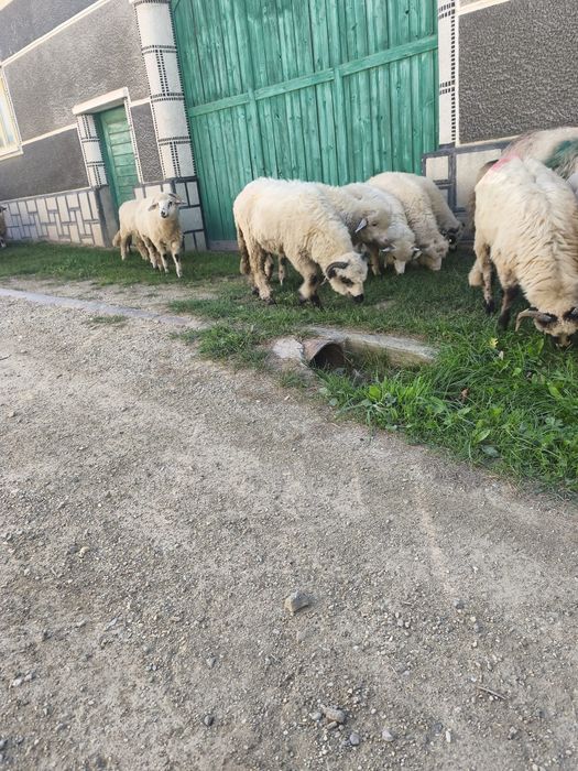 De vânzare Miei de anul acesta