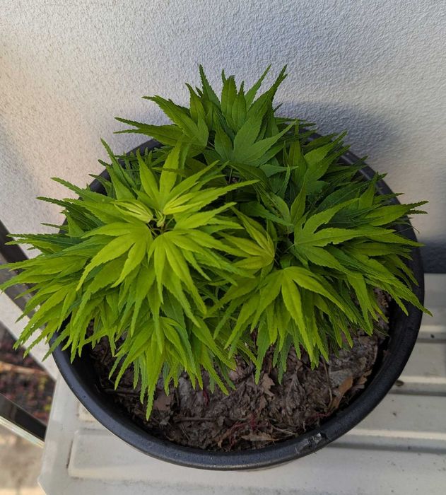 Artar japonez rosu/verde/potocaliu, peste 60 de soiuri