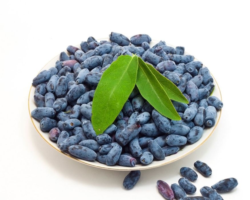 Жимолость  замороженная