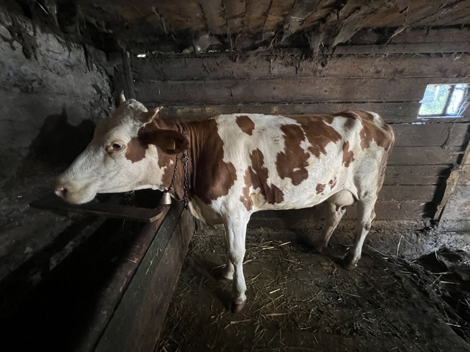 Vand vaca  cu vitel
