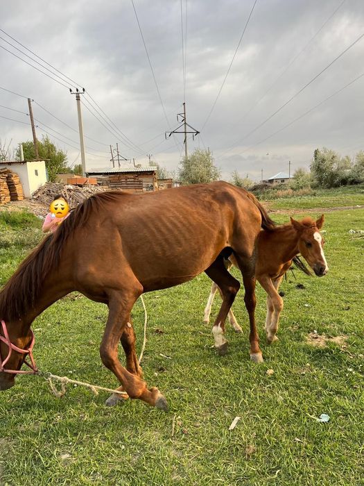 Бие сатылады срочна