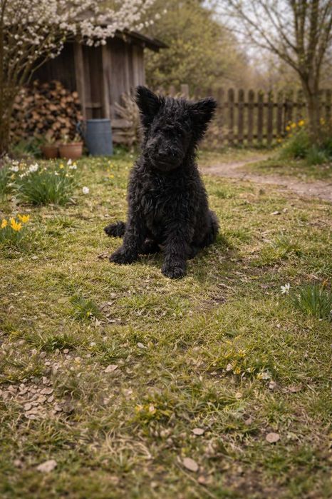 Pui rasa Pumi cu parinti Pedigree