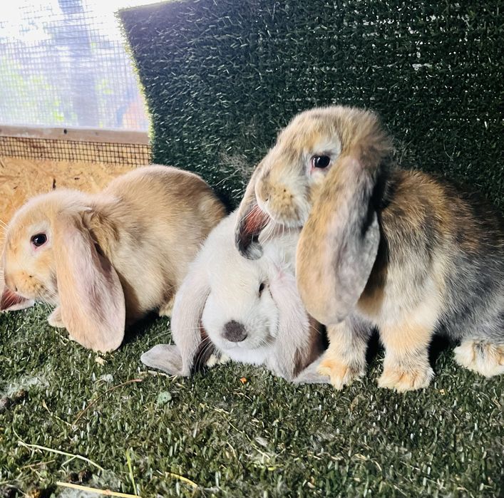 Masculi berbec german 2 luni