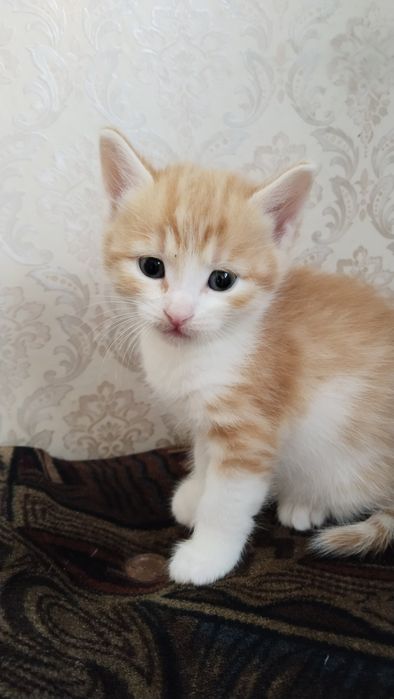 Отдам котенка в хорошие руки