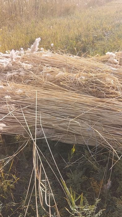 Бау қамыс бар тамның үстіне салатын