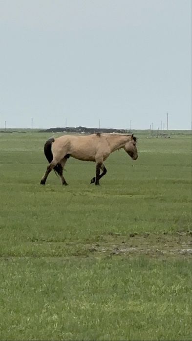 Мугалжар айгыр сатылады