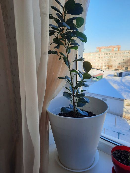 Продам комнатные цветы