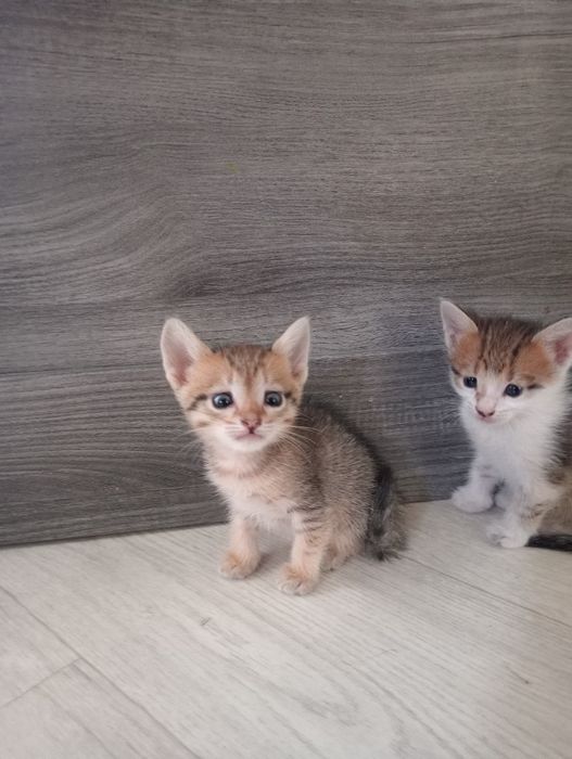 Отдам в добрые руки котят