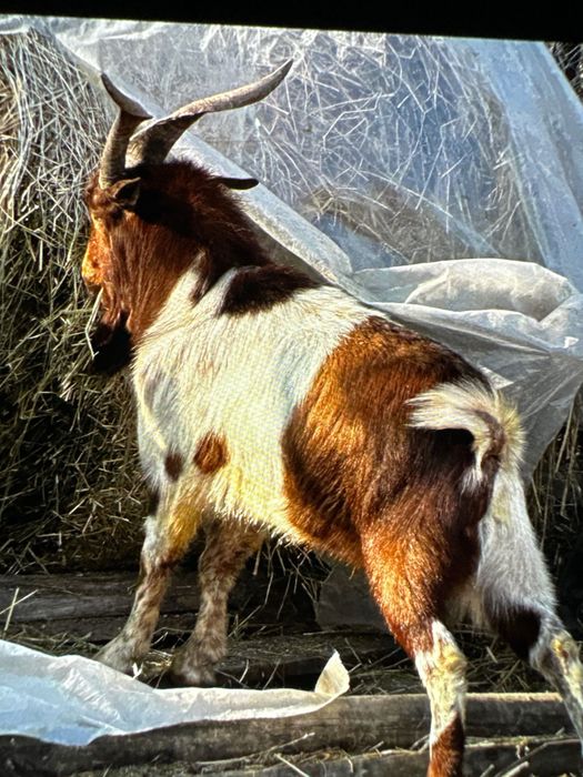 Țap deosebit boer cu alpin francez