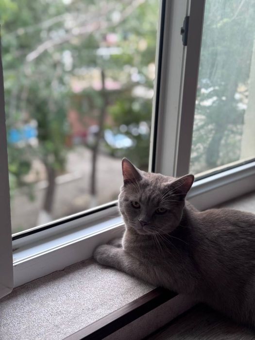 Скотиш Страйт чистокровный