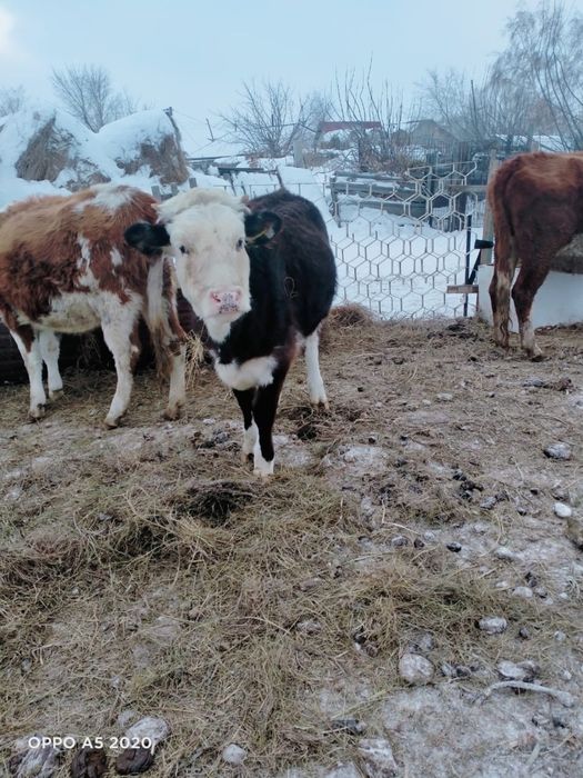Продам телку подсосную