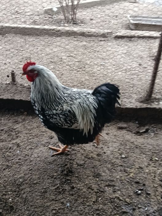 Cocoși Wiandotte Argintiu