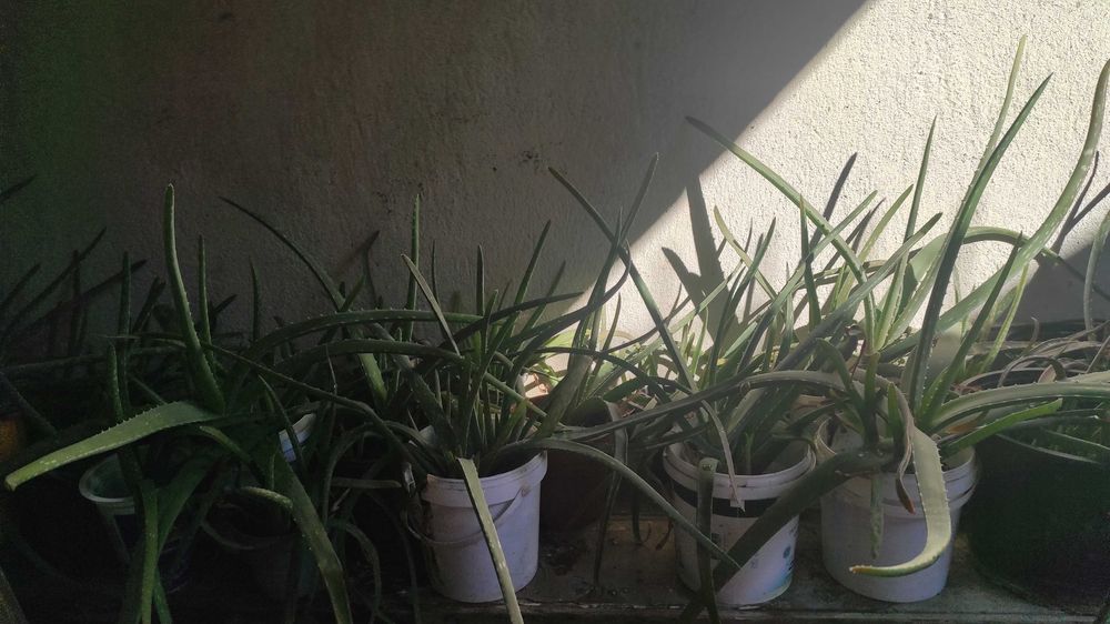 Алое Вера продавам