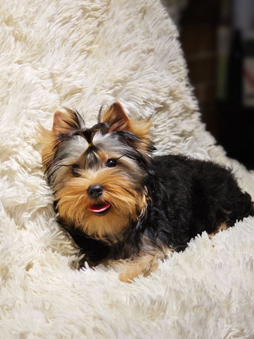 Продаются щенки йоркширского терьера