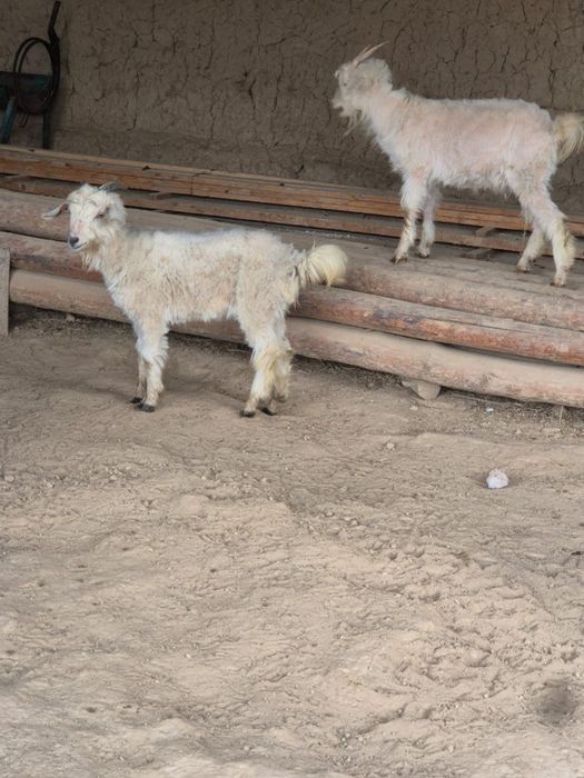 Ешкі сатылады опшый 5 бас