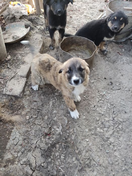 Щенки в добрые руки