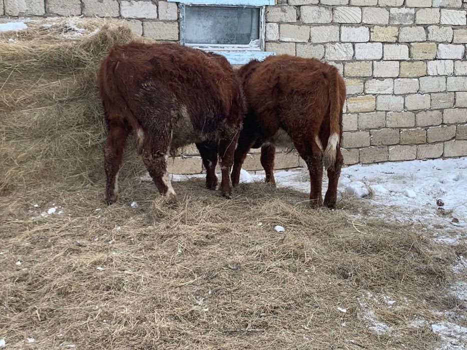 Өгіздер сатылады.