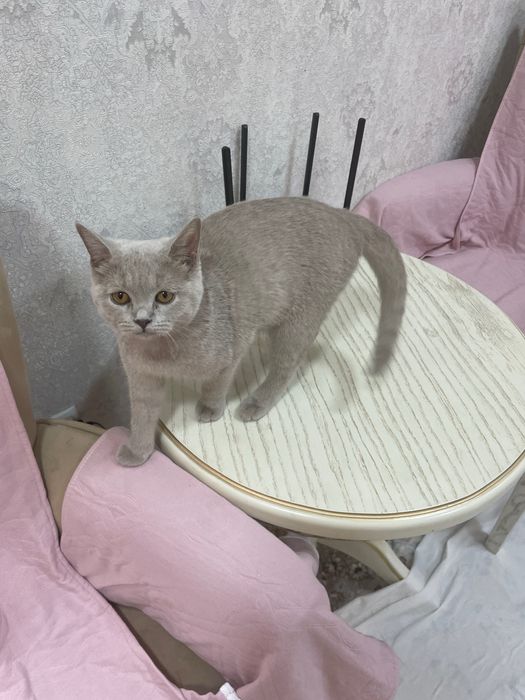 Британская кошка