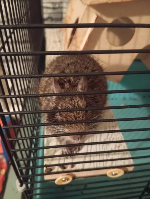 Продается Дигу(Чилийская белка)