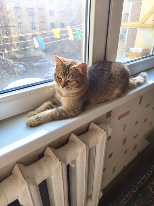 Золотистый шиншилла