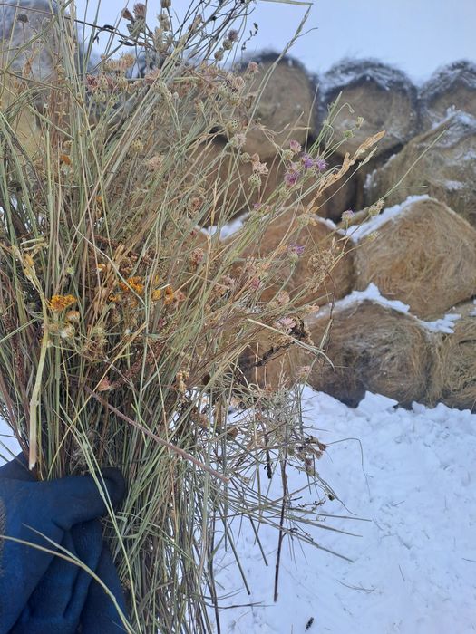 Сено.  Рулон. Шоп. 250 кг. АСТАНА.