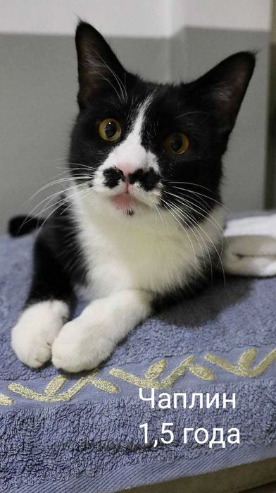 Кошечки и котики в добрые и надёжные руки