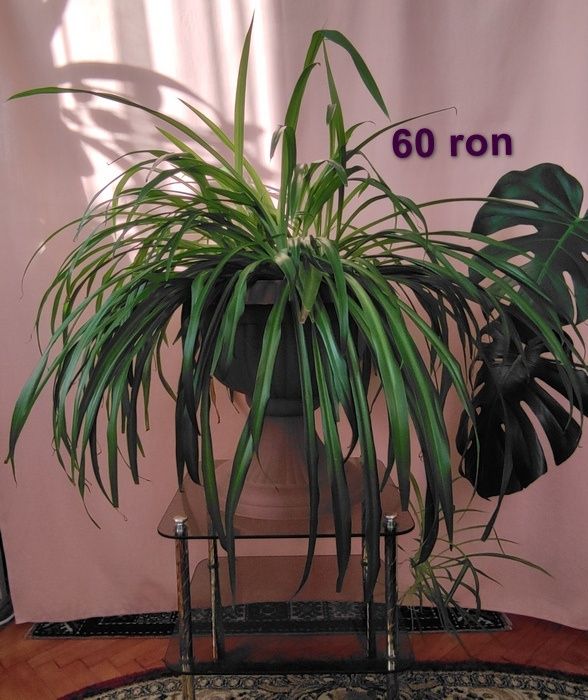 Chlorophytum comosum