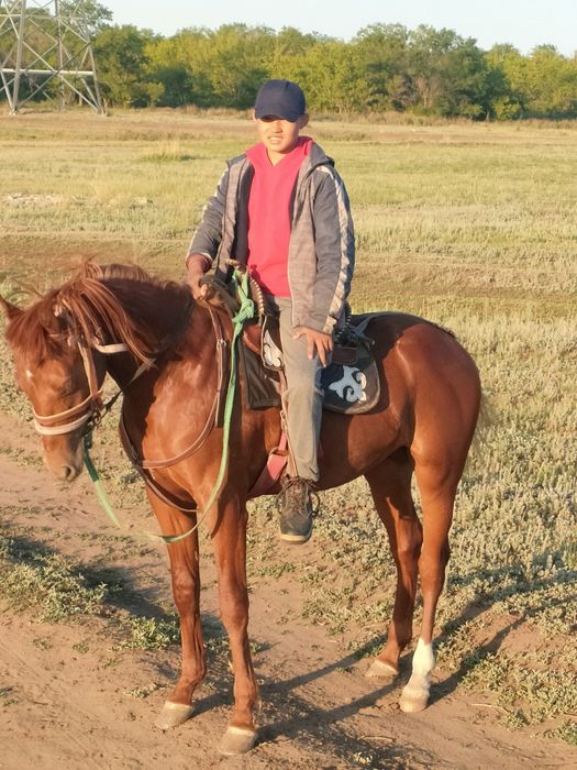 Жеребец на случной сезон Костанайский верховой упряжной породы!