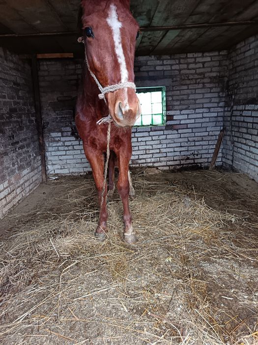 Жеребчк на иноходи 2 г