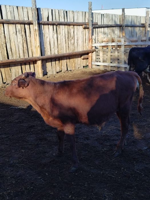 Продам 5бычков.Доставка.