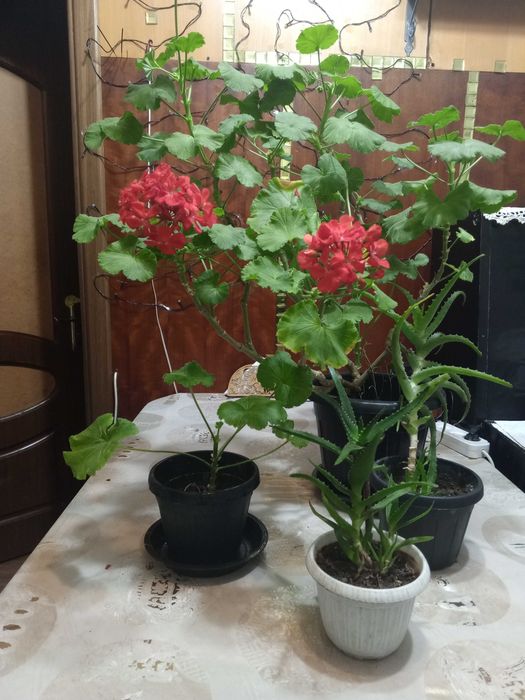 Продам цветы герань, хлорофитум