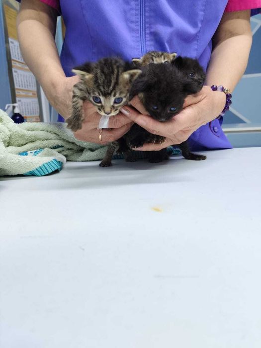 Прекрасные Котята в добрые руки